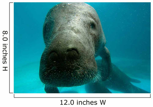 Headshot Amazon Manatee Wall Decal