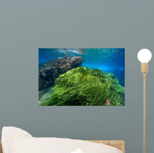 Green Algae Atlantic Ocean Wall Decal