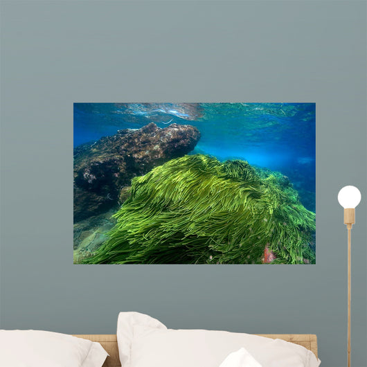 Green Algae Atlantic Ocean Wall Decal