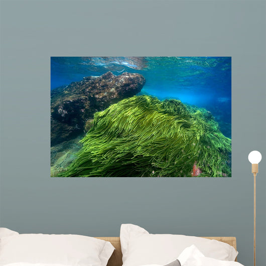 Green Algae Atlantic Ocean Wall Decal