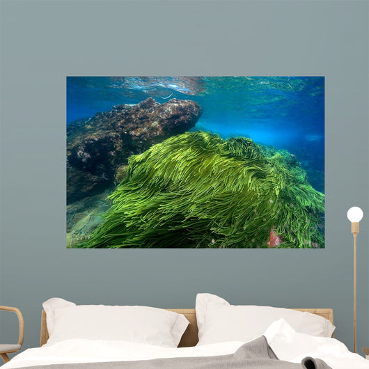 Green Algae Atlantic Ocean Wall Decal