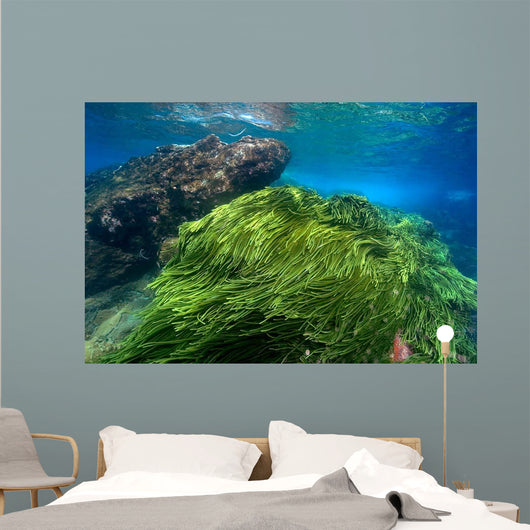 Green Algae Atlantic Ocean Wall Decal