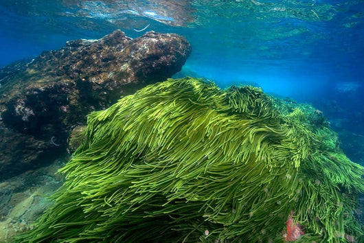 Green Algae Atlantic Ocean Wall Decal