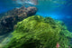 Green Algae Atlantic Ocean Wall Decal