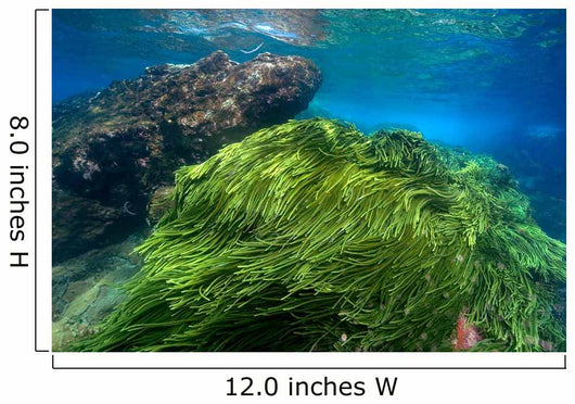 Green Algae Atlantic Ocean Wall Decal