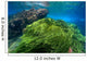Green Algae Atlantic Ocean Wall Decal