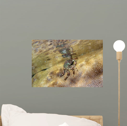 Tidal Crab Crawling over Wall Decal