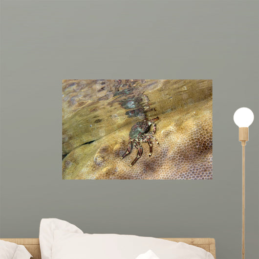 Tidal Crab Crawling over Wall Decal