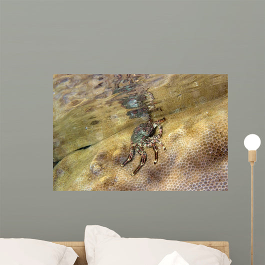 Tidal Crab Crawling over Wall Decal