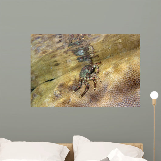 Tidal Crab Crawling over Wall Decal