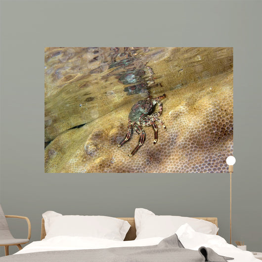 Tidal Crab Crawling over Wall Decal