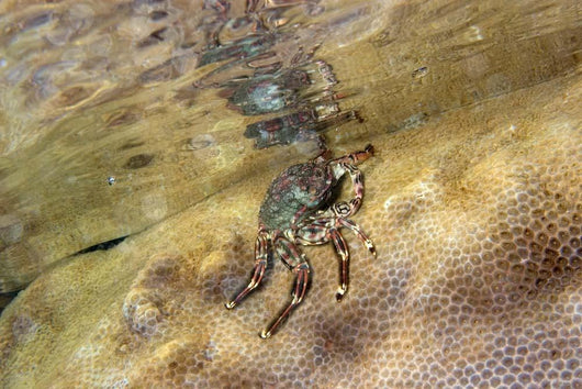 Tidal Crab Crawling over Wall Decal