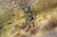 Tidal Crab Crawling over Wall Decal