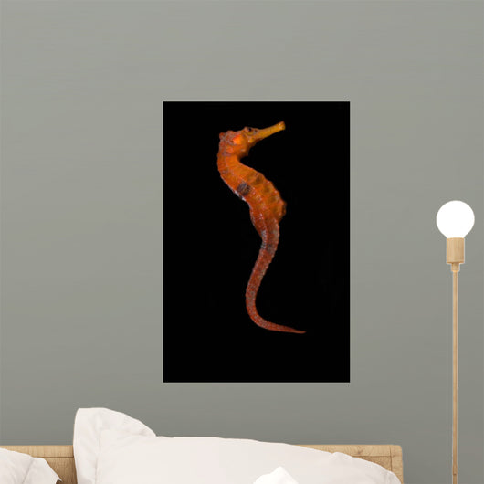 Longsnout Seahorse Black Wall Decal
