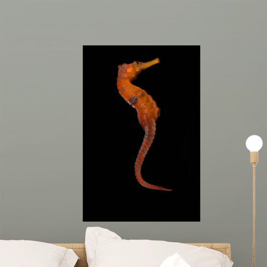 Longsnout Seahorse Black Wall Decal