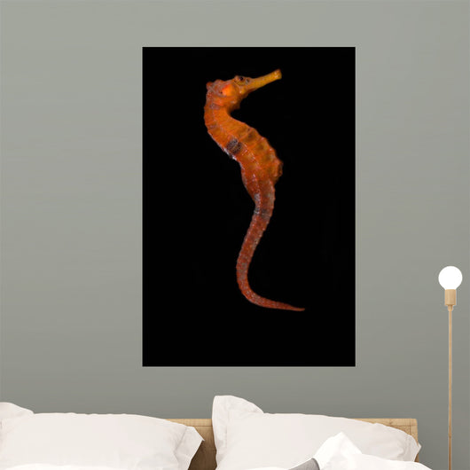 Longsnout Seahorse Black Wall Decal