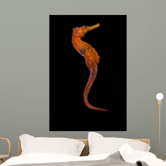 Longsnout Seahorse Black Wall Decal