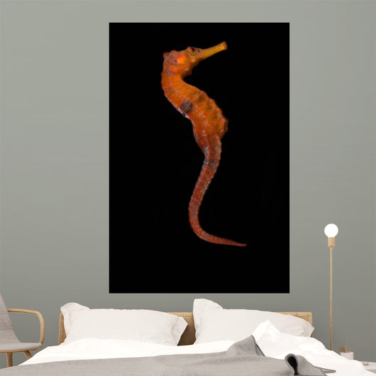 Longsnout Seahorse Black Wall Decal
