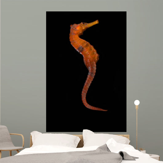 Longsnout Seahorse Black Wall Decal
