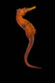 Longsnout Seahorse Black Wall Decal