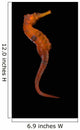 Longsnout Seahorse Black Wall Decal