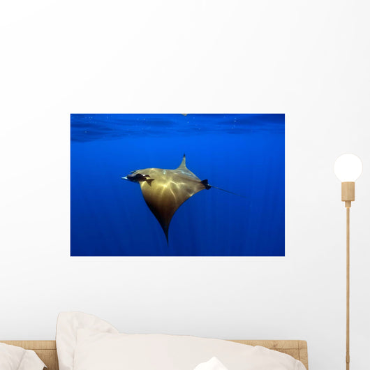 Sunlight Shining through Light Wall Decal Design 1