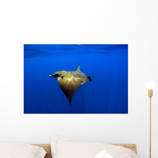 Sunlight Shining through Light Wall Decal Design 1