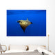 Sunlight Shining through Light Wall Decal Design 1