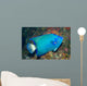 Queen Angelfish Wall Decal