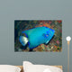 Queen Angelfish Wall Decal