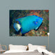 Queen Angelfish Wall Decal