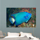 Queen Angelfish Wall Decal
