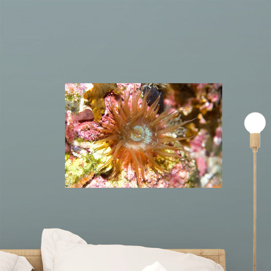 Sea Anemone Brazil Atlantic Wall Decal