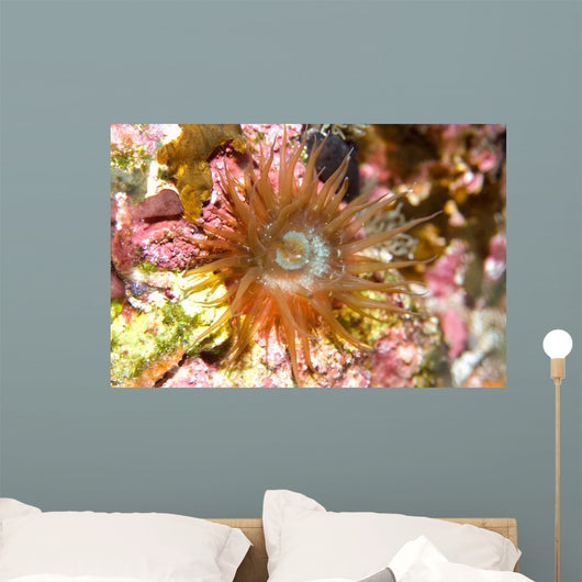 Sea Anemone Brazil Atlantic Wall Decal