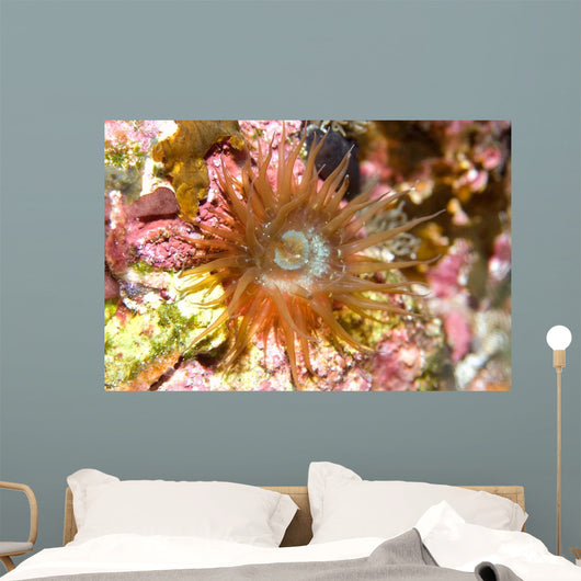 Sea Anemone Brazil Atlantic Wall Decal