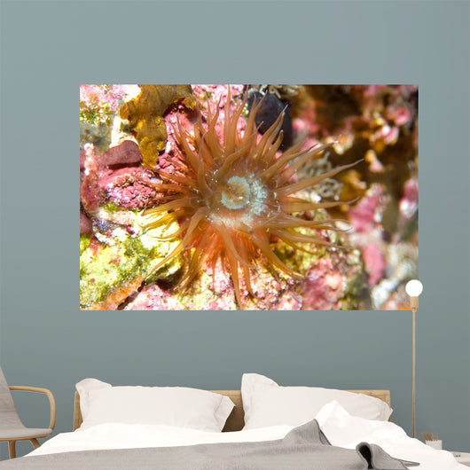 Sea Anemone Brazil Atlantic Wall Decal