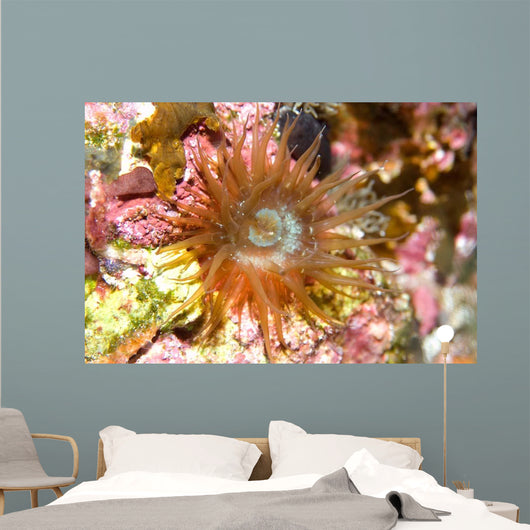 Sea Anemone Brazil Atlantic Wall Decal