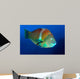 Puddingwife Wrasse Halichoeres Radiatus Wall Decal