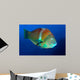 Puddingwife Wrasse Halichoeres Radiatus Wall Decal