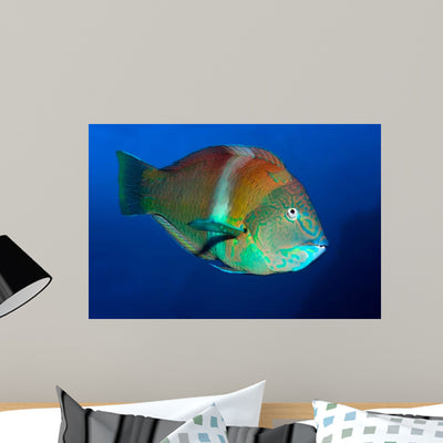 Puddingwife Wrasse Halichoeres Radiatus Wall Decal shown on a wall