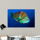 Puddingwife Wrasse Halichoeres Radiatus Wall Decal