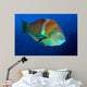 Puddingwife Wrasse Halichoeres Radiatus Wall Decal