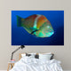 Puddingwife Wrasse Halichoeres Radiatus Wall Decal