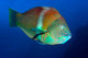 Puddingwife Wrasse Halichoeres Radiatus Wall Decal