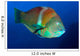 Puddingwife Wrasse Halichoeres Radiatus Wall Decal