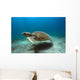 Green Sea Turtle Brazil Wall Decal