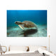 Green Sea Turtle Brazil Wall Decal
