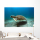 Green Sea Turtle Brazil Wall Decal