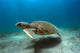 Green Sea Turtle Brazil Wall Decal
