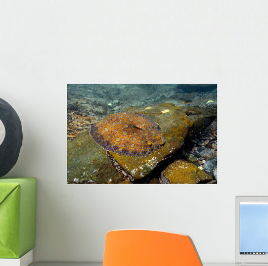 Flounder Bothus Lunatus Brazil Wall Decal
